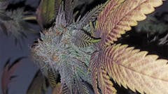 User uploaded image of UW Purple