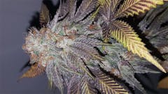 User uploaded image of UW Purple