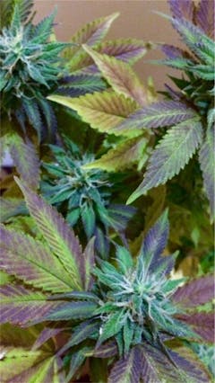 User uploaded image of UW Purple