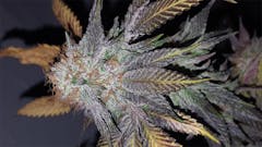 User uploaded image of UW Purple