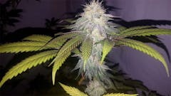 User uploaded image of UW Purple