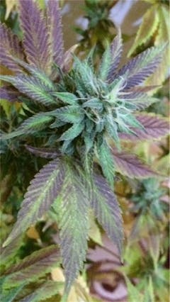 User uploaded image of UW Purple