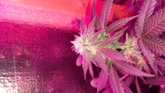 User uploaded image of Vanilla Kush