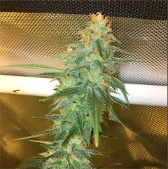 User uploaded image of Vanilla Kush