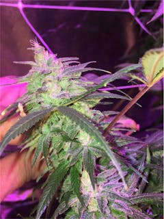 User uploaded image of VCDC