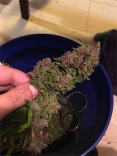 User uploaded image of VCDC