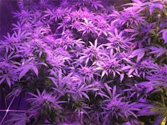 User uploaded image of VCDC