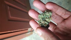 User uploaded image of Velvet Bud