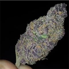 User uploaded image of Velvet Bud