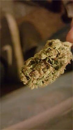 User uploaded image of Velvet Bud
