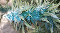 User uploaded image of Venice OG