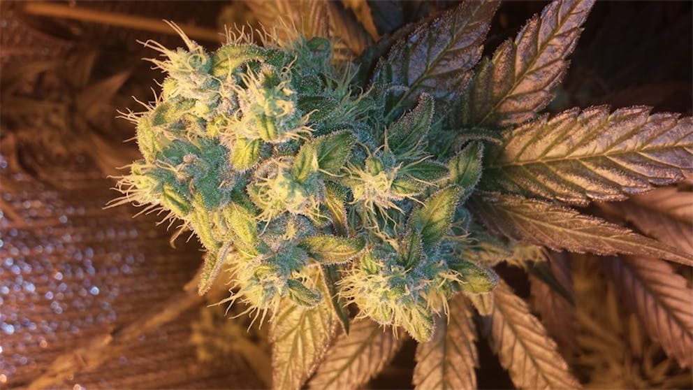 Photos of Venom OG Weed Strain Buds Leafly