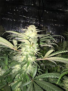 User uploaded image of Venom OG