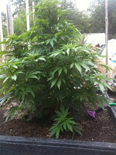 User uploaded image of Very Berry Haze