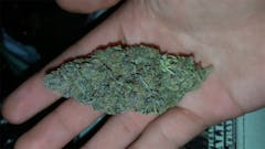 User uploaded image of Violator Kush