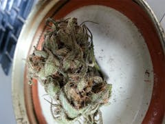 User uploaded image of Violet Delight