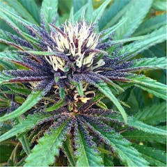 User uploaded image of Violeta