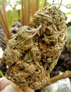 User uploaded image of Viper