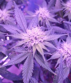 User uploaded image of Vortex