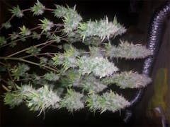 User uploaded image of Waipi'o Hapa