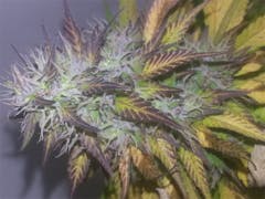 User uploaded image of Waipi'o Hapa