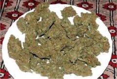 User uploaded image of Walrus Kush