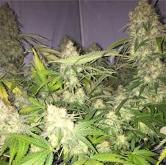 User uploaded image of Wappa