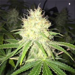 User uploaded image of Wappa