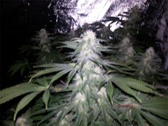 User uploaded image of Warlock