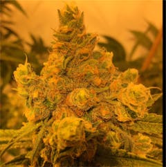 User uploaded image of Watermelon