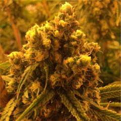 User uploaded image of Watermelon