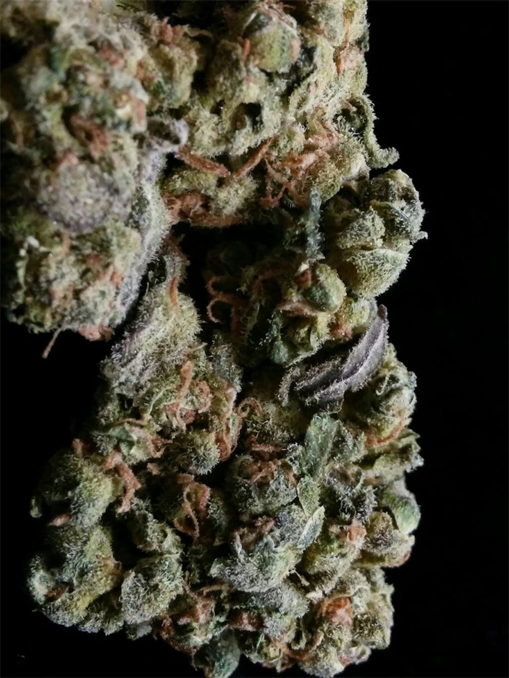 Photos of Watermelon Weed Strain Buds Leafly