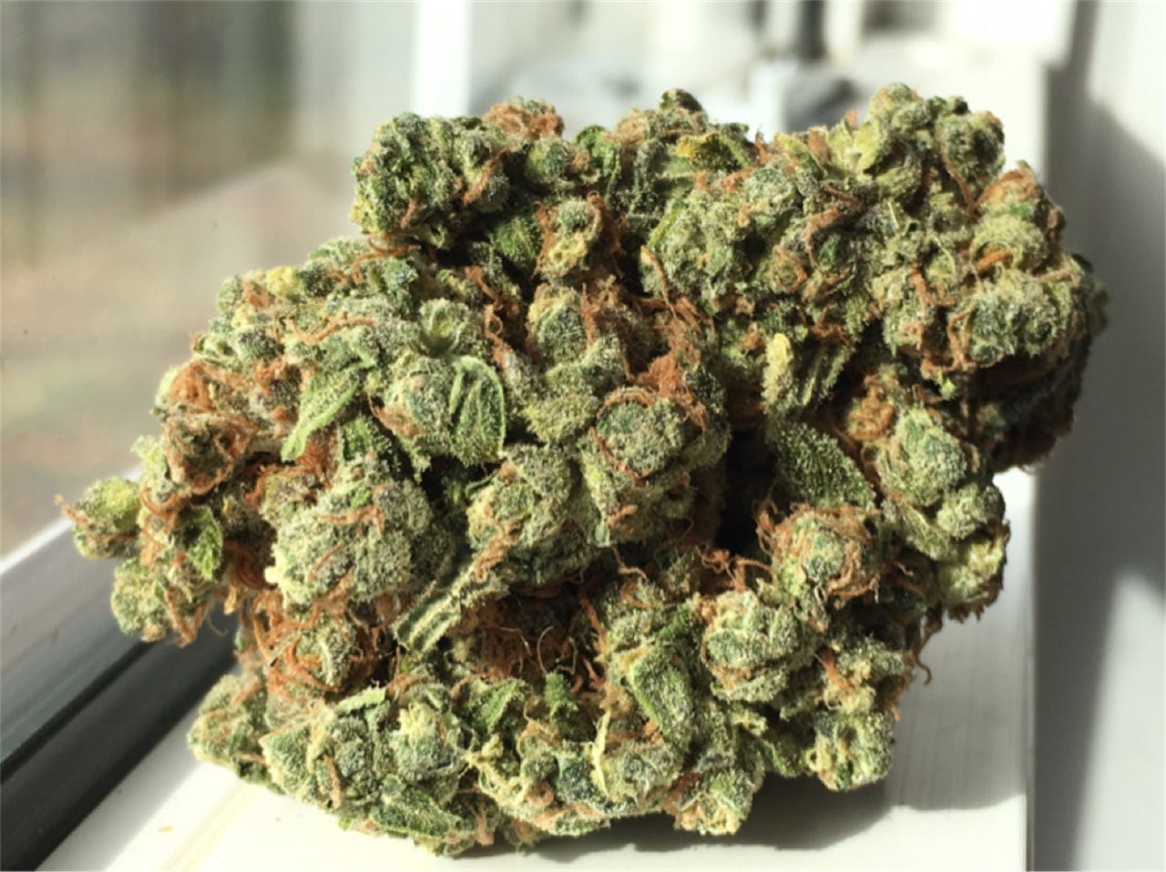 Photos of Watermelon Weed Strain Buds Leafly