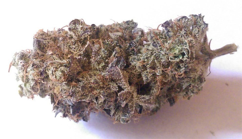 Photos of Watermelon Weed Strain Buds Leafly