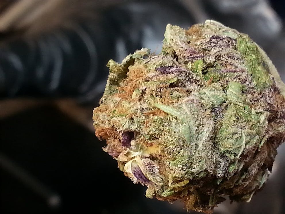 Photos of Watermelon Weed Strain Buds Leafly