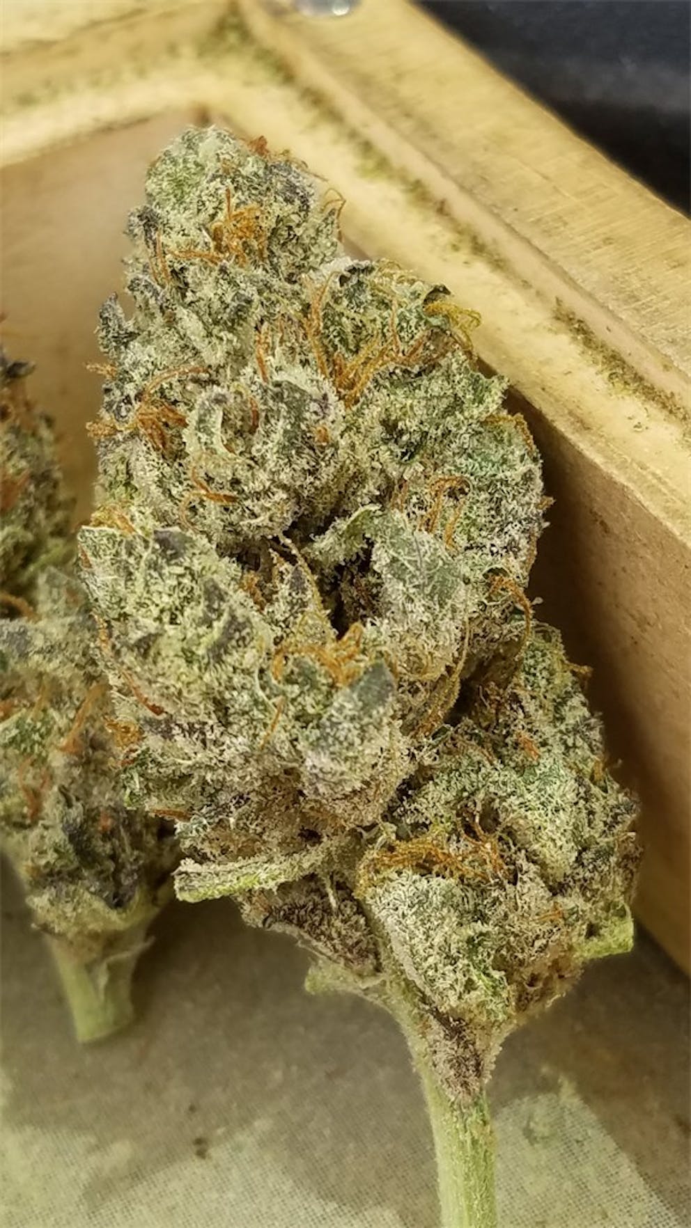 Photos of Watermelon Weed Strain Buds Leafly