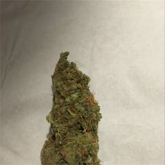 User uploaded image of Webster