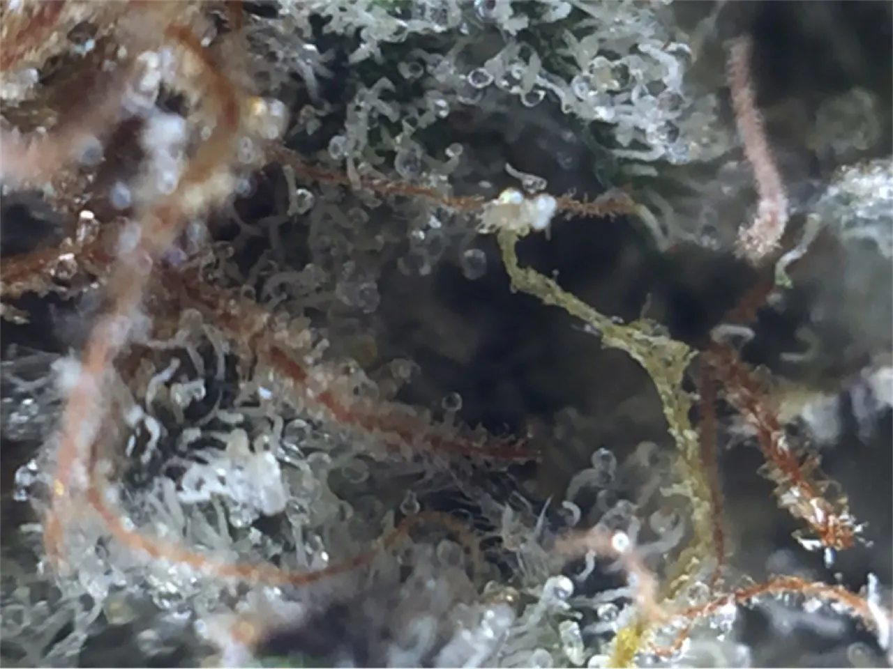 Photos of Wedding Cake Weed Strain Buds | Leafly