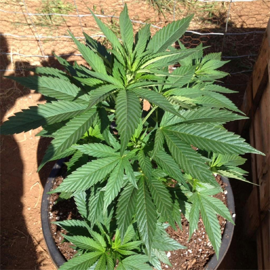 Photos of Wedding Cake Weed Strain Buds Leafly