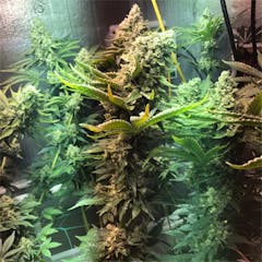 User uploaded image of Wembley