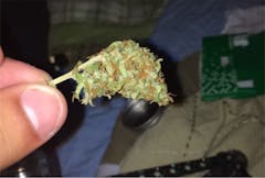 User uploaded image of Wet Dream