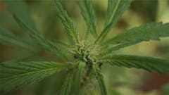 User uploaded image of White Berry