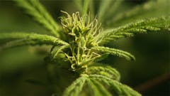 User uploaded image of White Berry