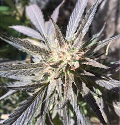 User uploaded image of White Buffalo