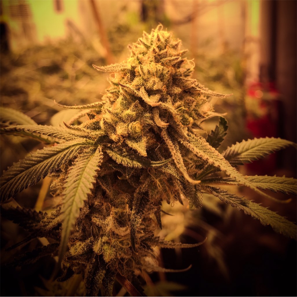White Buffalo aka Tatanka Weed Strain Information | Leafly