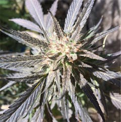 User uploaded image of White Buffalo