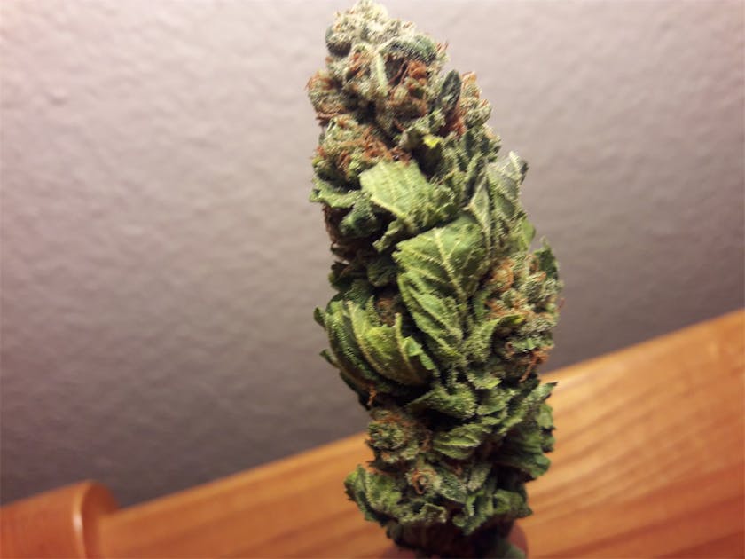 Photos of White Caramel Cookie Weed Strain Buds Leafly