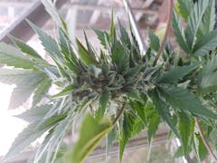 User uploaded image of White Cheese