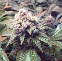 User uploaded image of White Cookies