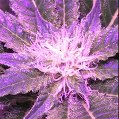 User uploaded image of White Cookies